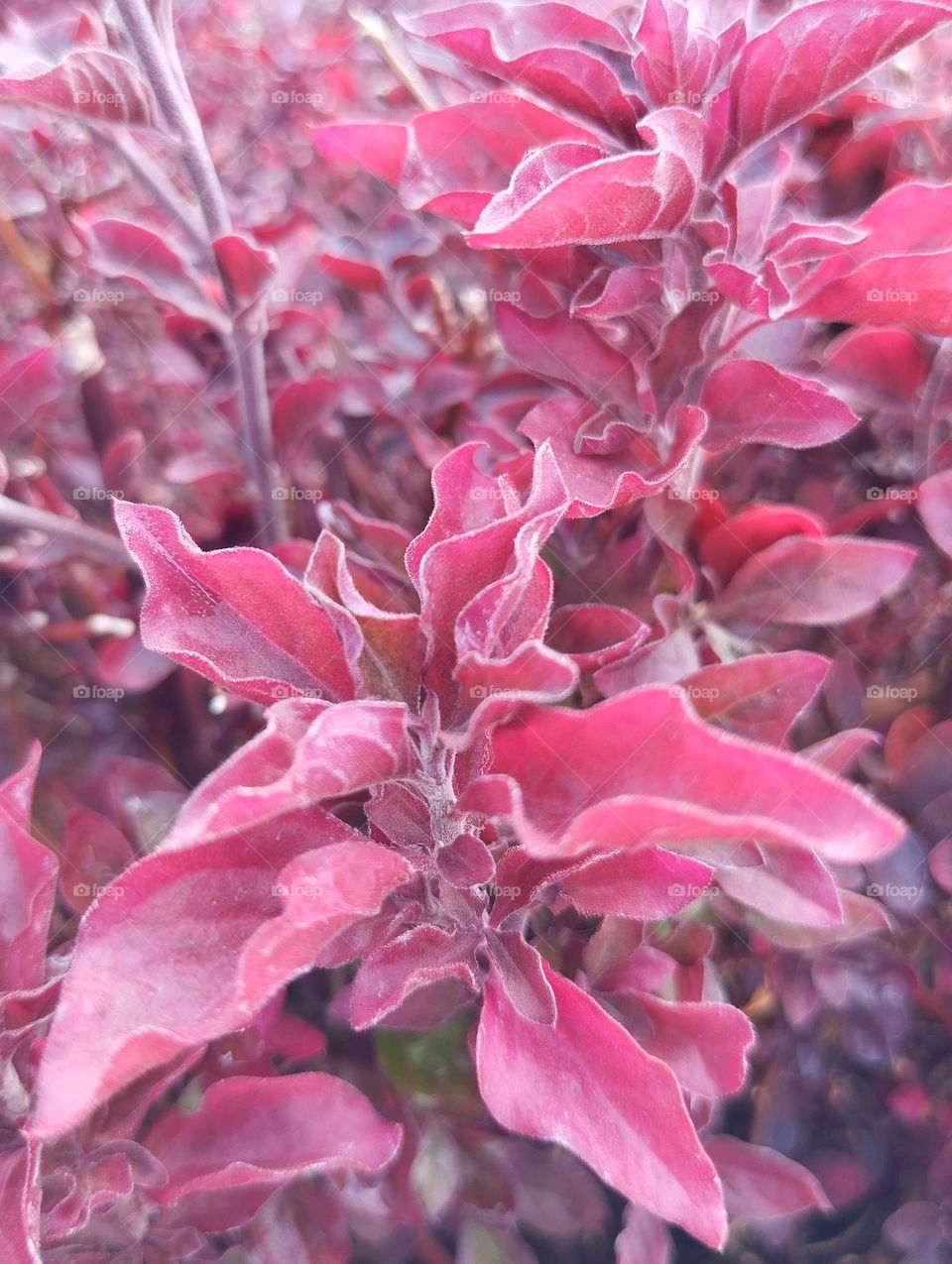 Pink flower on the park