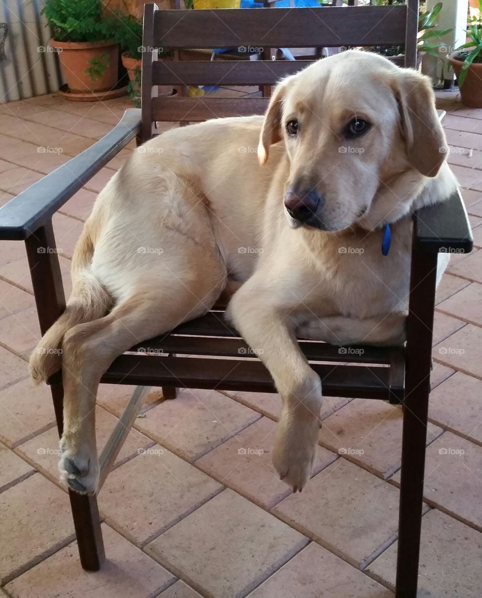 Time for a rest. Young Labrador dog resting outdoors on a wooden chair.