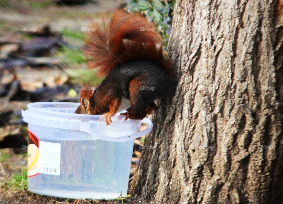 Squirrel drinking water