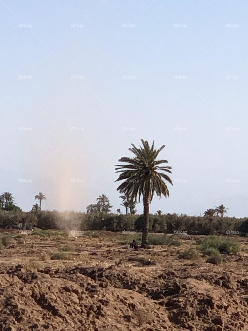 Beautiful dust flying cross the sky near a palm tree in nature.