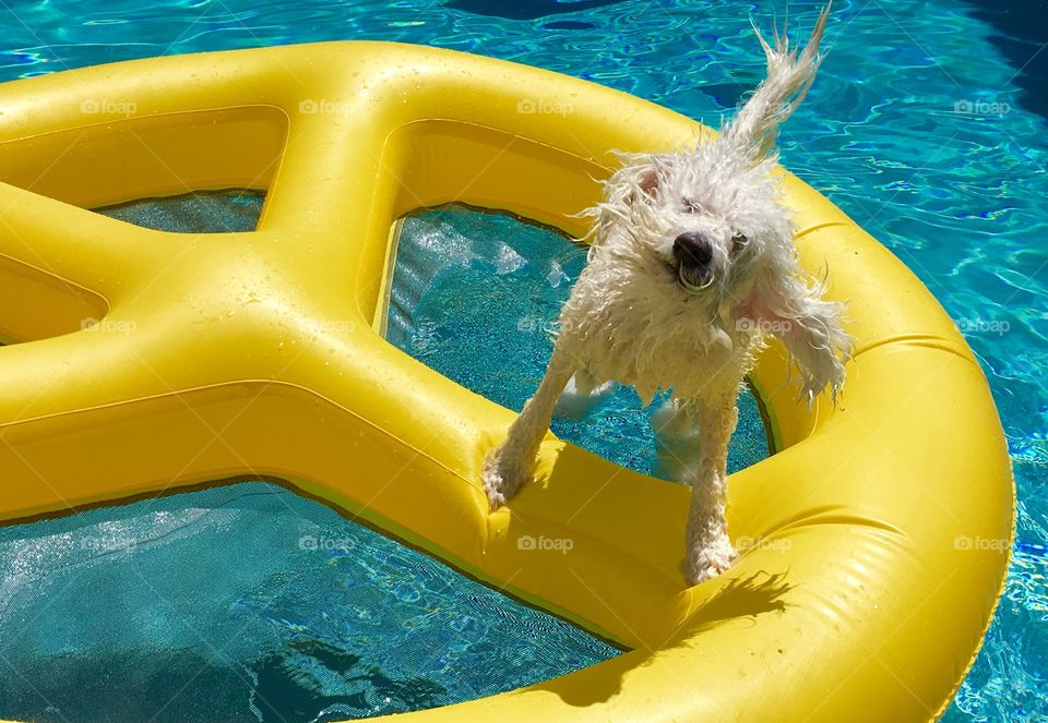 Yellow peace sign raft with wet dog