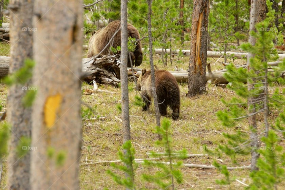 Mom and Baby. Bears at Yellowstone National Pake 