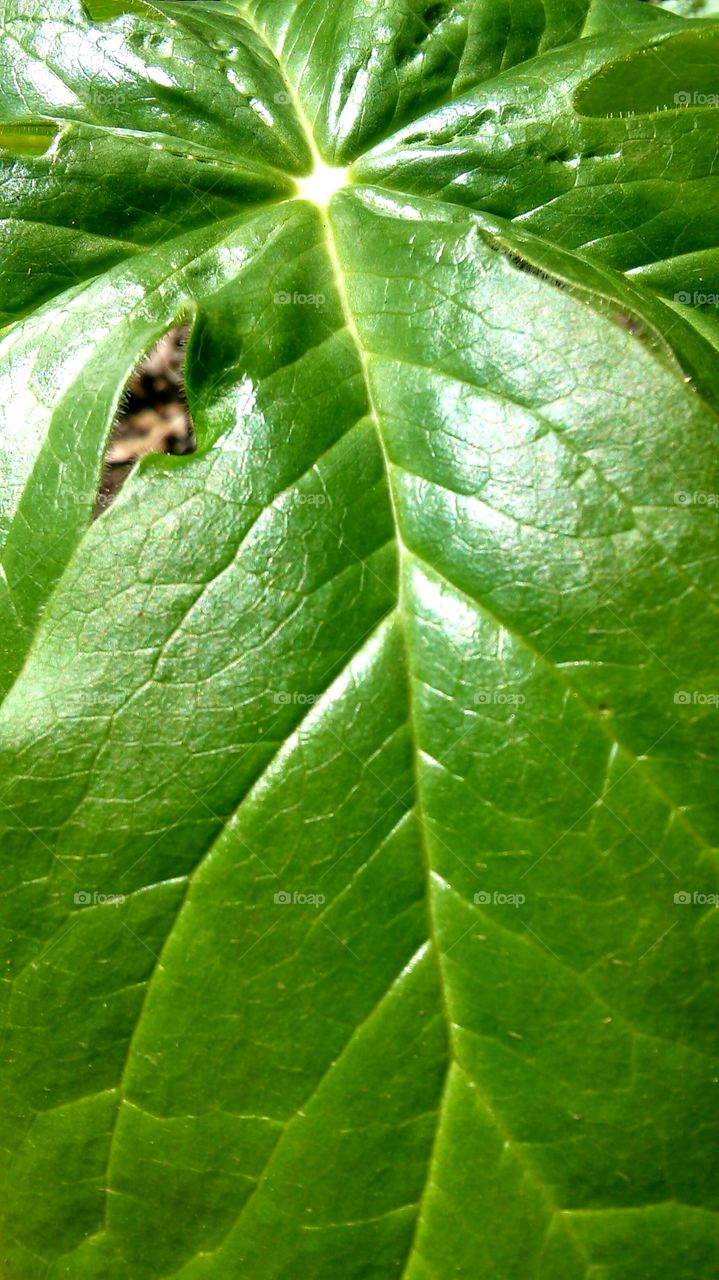 Leaf, Flora, Nature, Growth, Rain