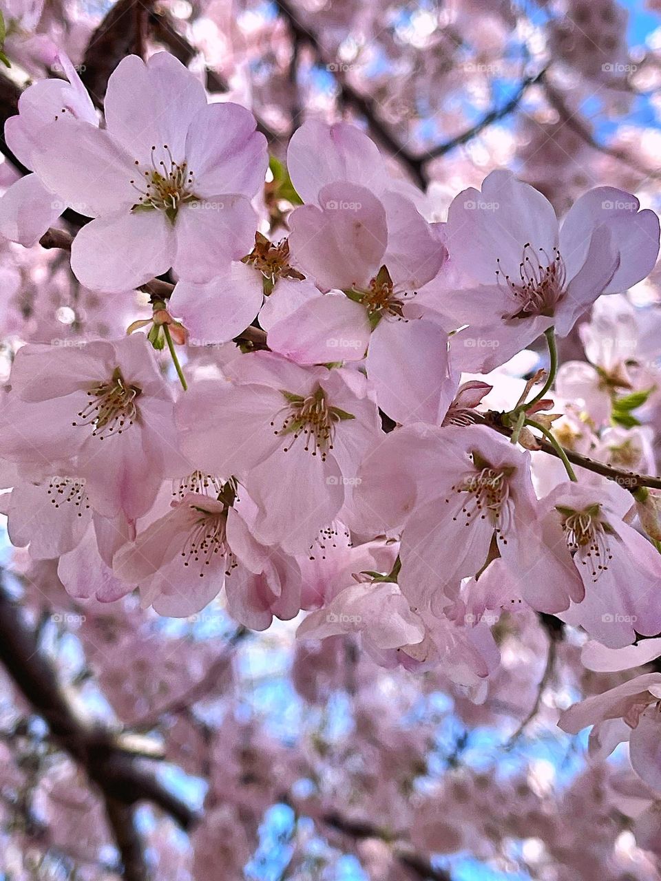 Pink cherry blossom 