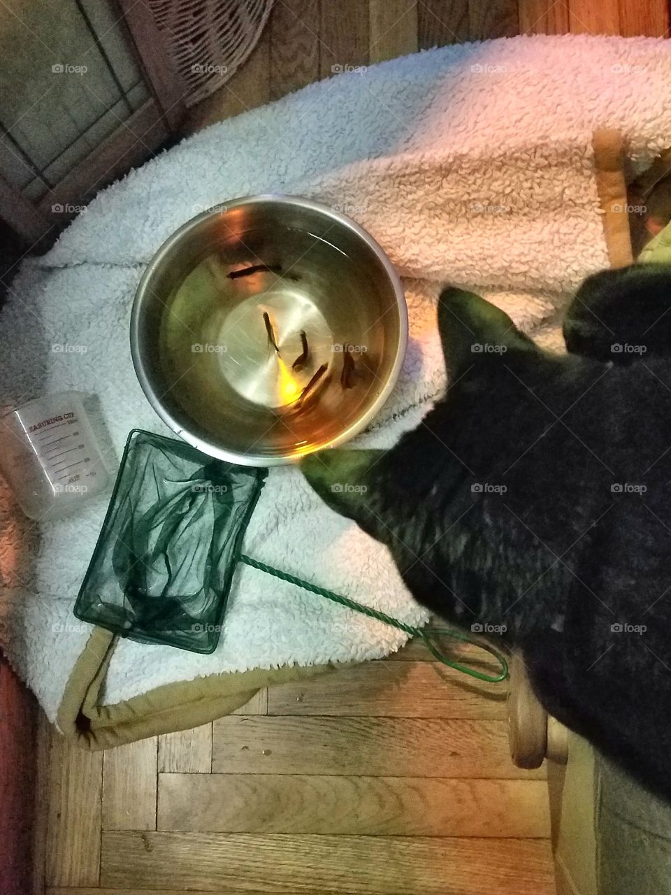 Cat looking into bowl of fish on floor. Transporting fish.