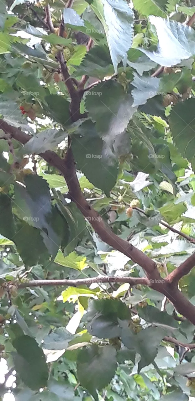 fruit