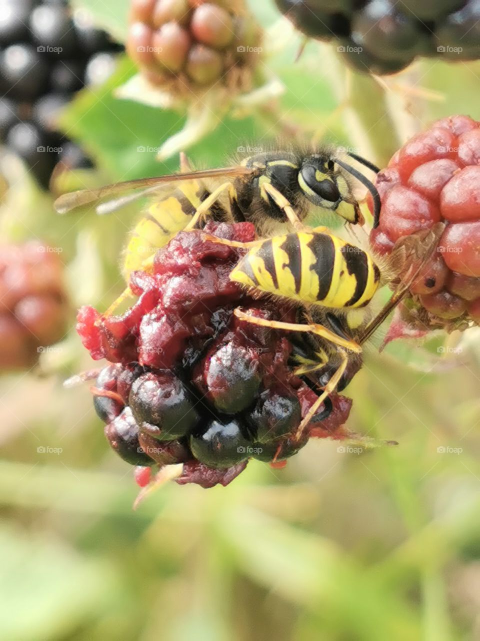 Yellow jacket wasps on blackberry