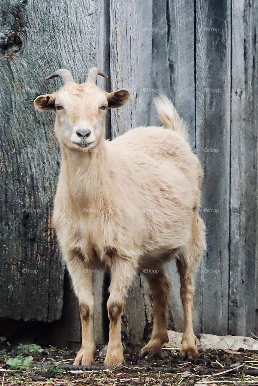 A goat enjoys the fresh air outside a gray barn on a farm in Mount Juliet, Tennessee 