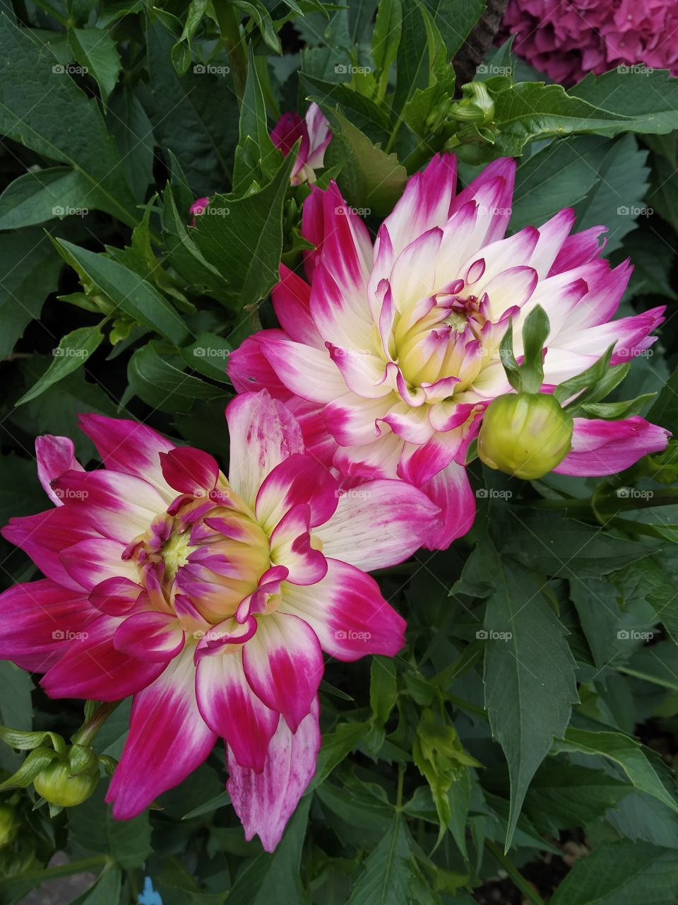 Pink Dahlia.