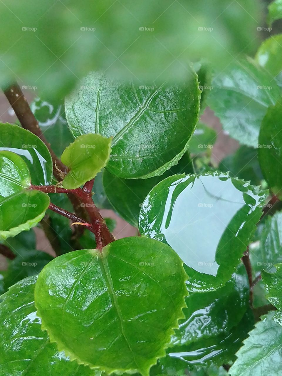 Collected rain water on the leaf