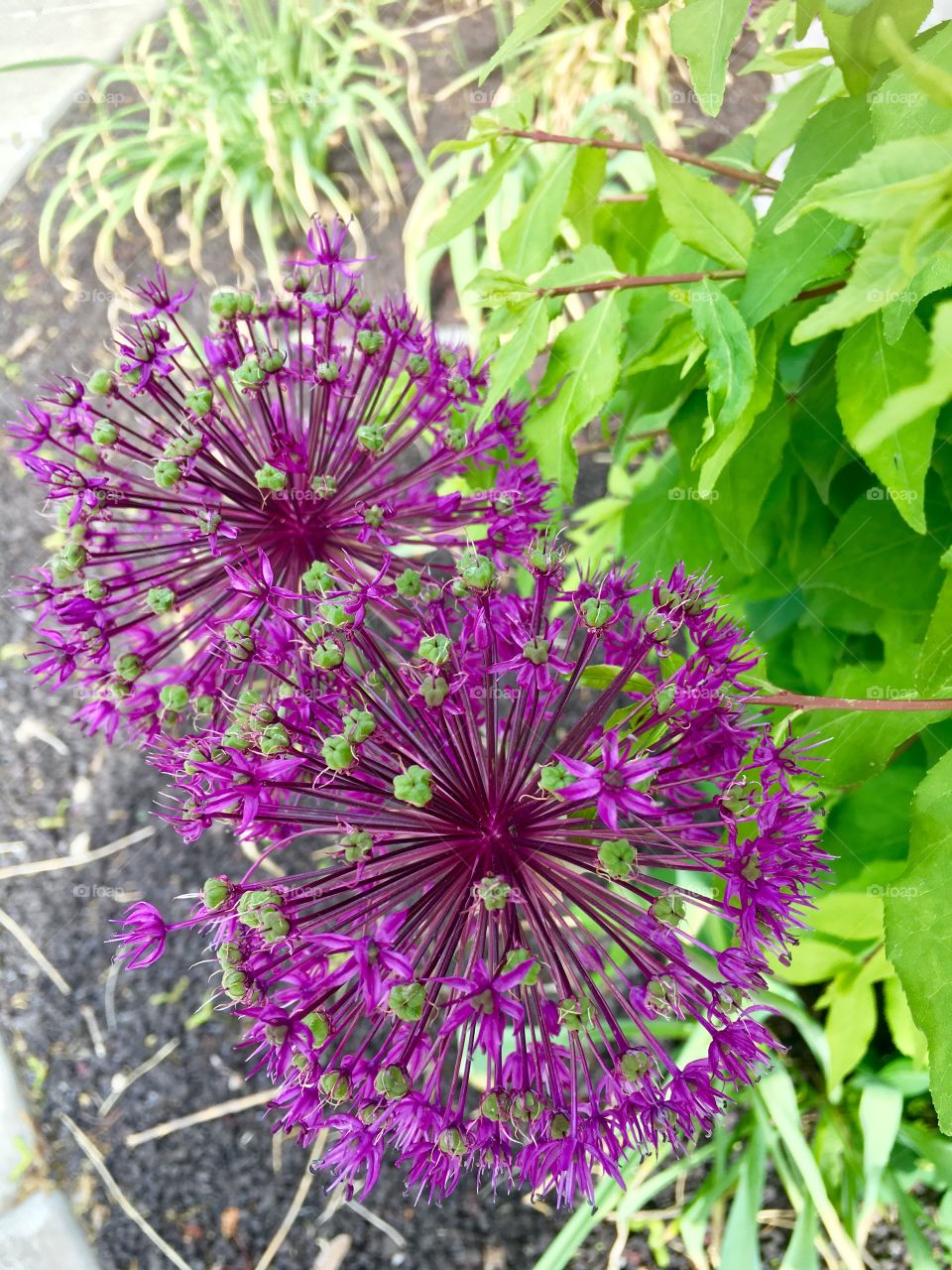 Purple Pom Pom flowers