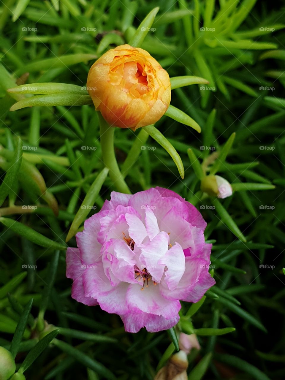 my beautiful Portulaca grandiflora