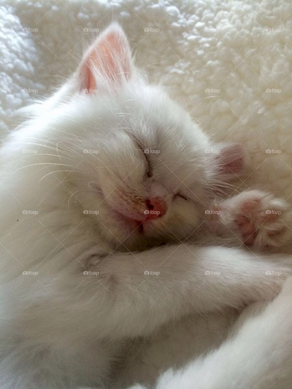 Gorgeous baby kitten. Fluffy white kitten sleeping on her fluffy white blanket. Pink nose and pink toe beans. 