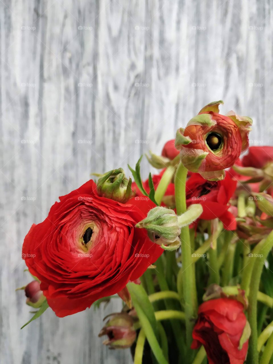 red ranunkluses on wooden background