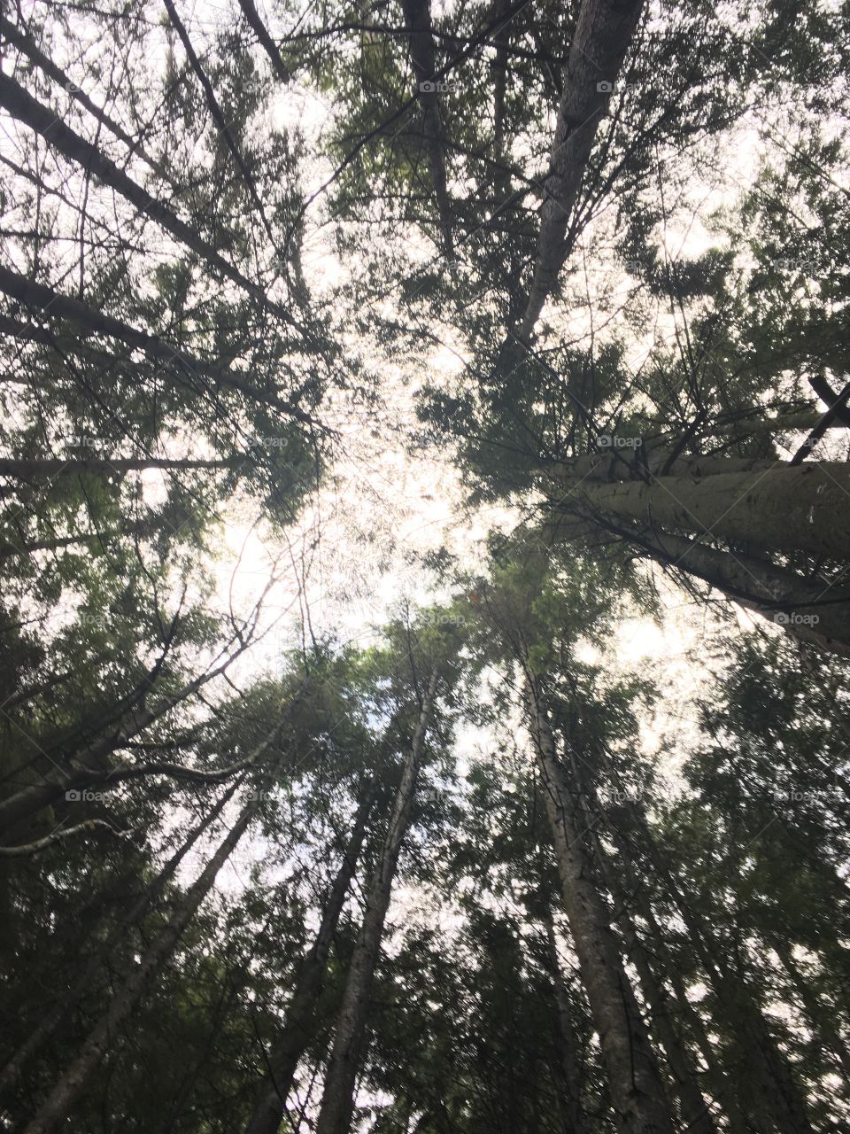 Looking up through the forest 