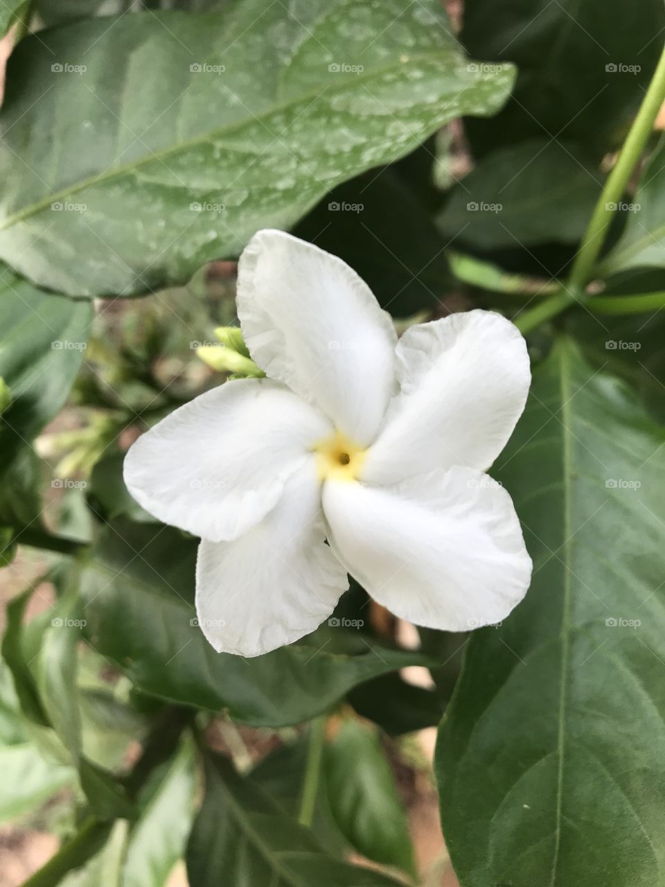 Gerdenia Crape Jasmine. 