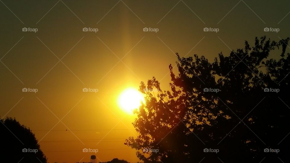 bright sun with tree