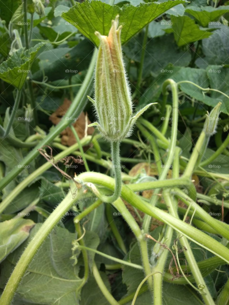 bud of pumpkin flower