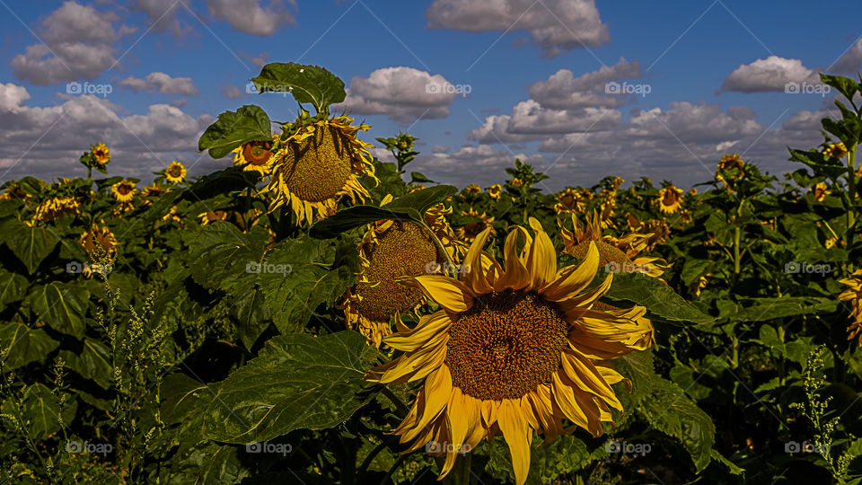 Leszno, Poland