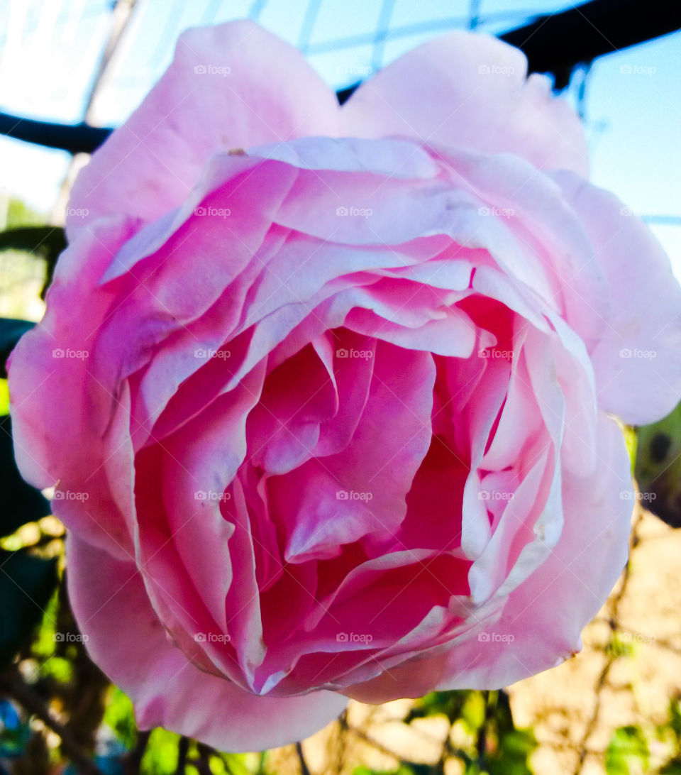 close up of Pink rose