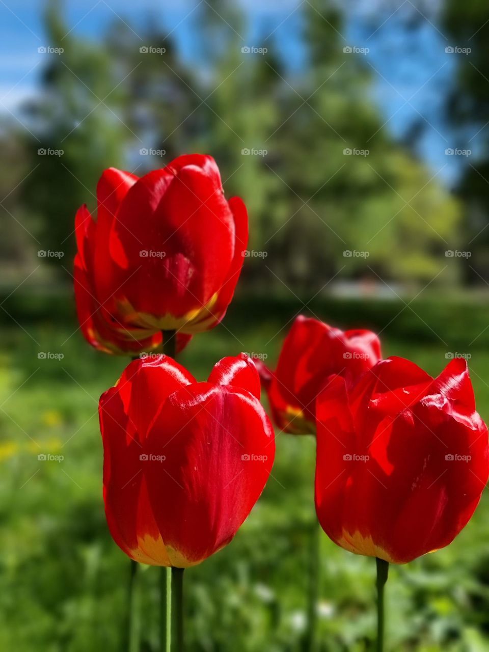 Beautiful Red Tulips