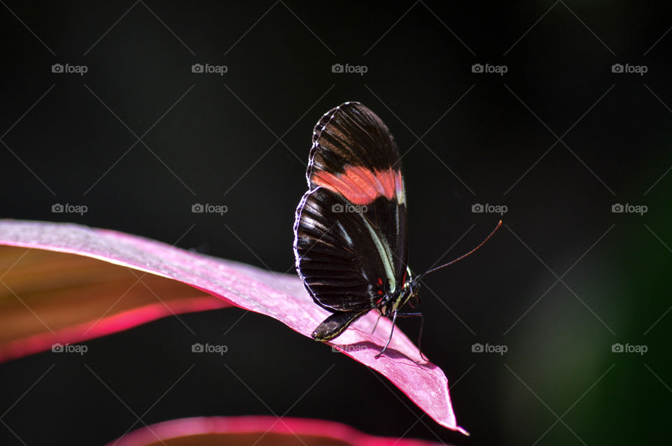 Black butterfly with a long antenna perched on a purple leaf with a dark background