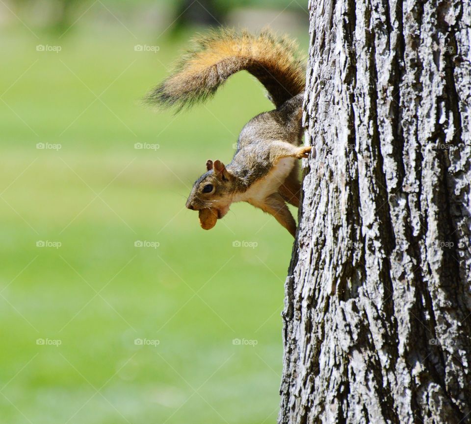 squirrel on a tree with a nut in his mouth