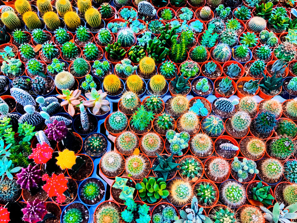 Colorfully cactus garden 