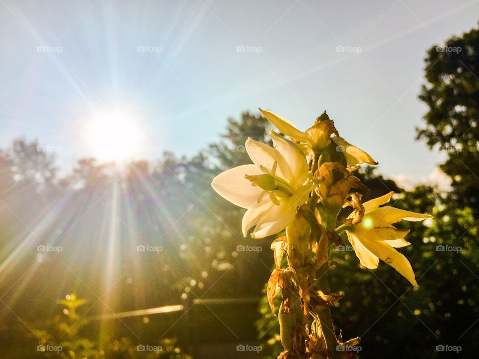 White flowers shining in the sun