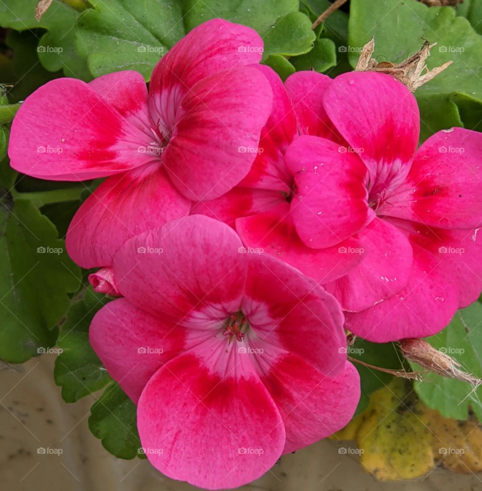 Pink Geraniums
