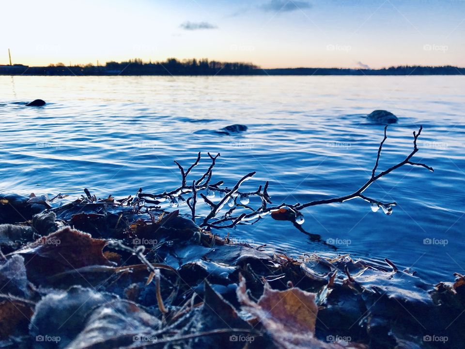 A frozen branch over a lake 