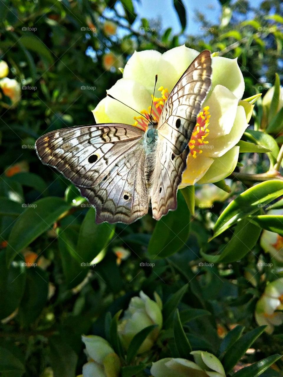 A Pavão Branco aproveitando a abertura breve da flor.