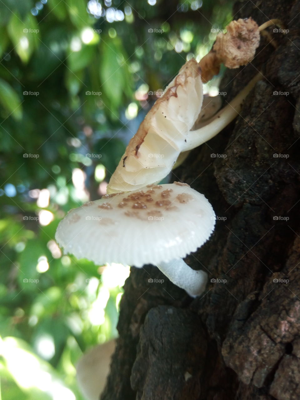 Fungus, Mushroom, Nature, No Person, Wood