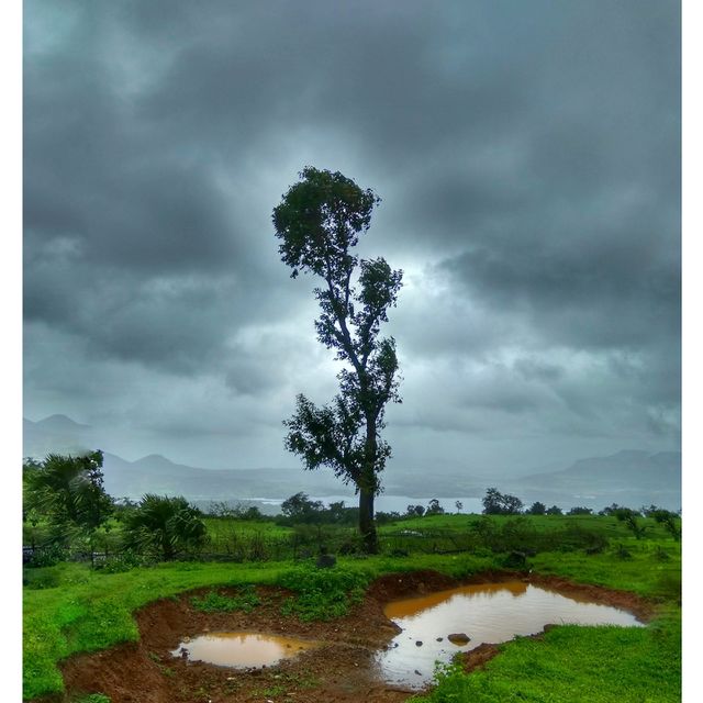 tree