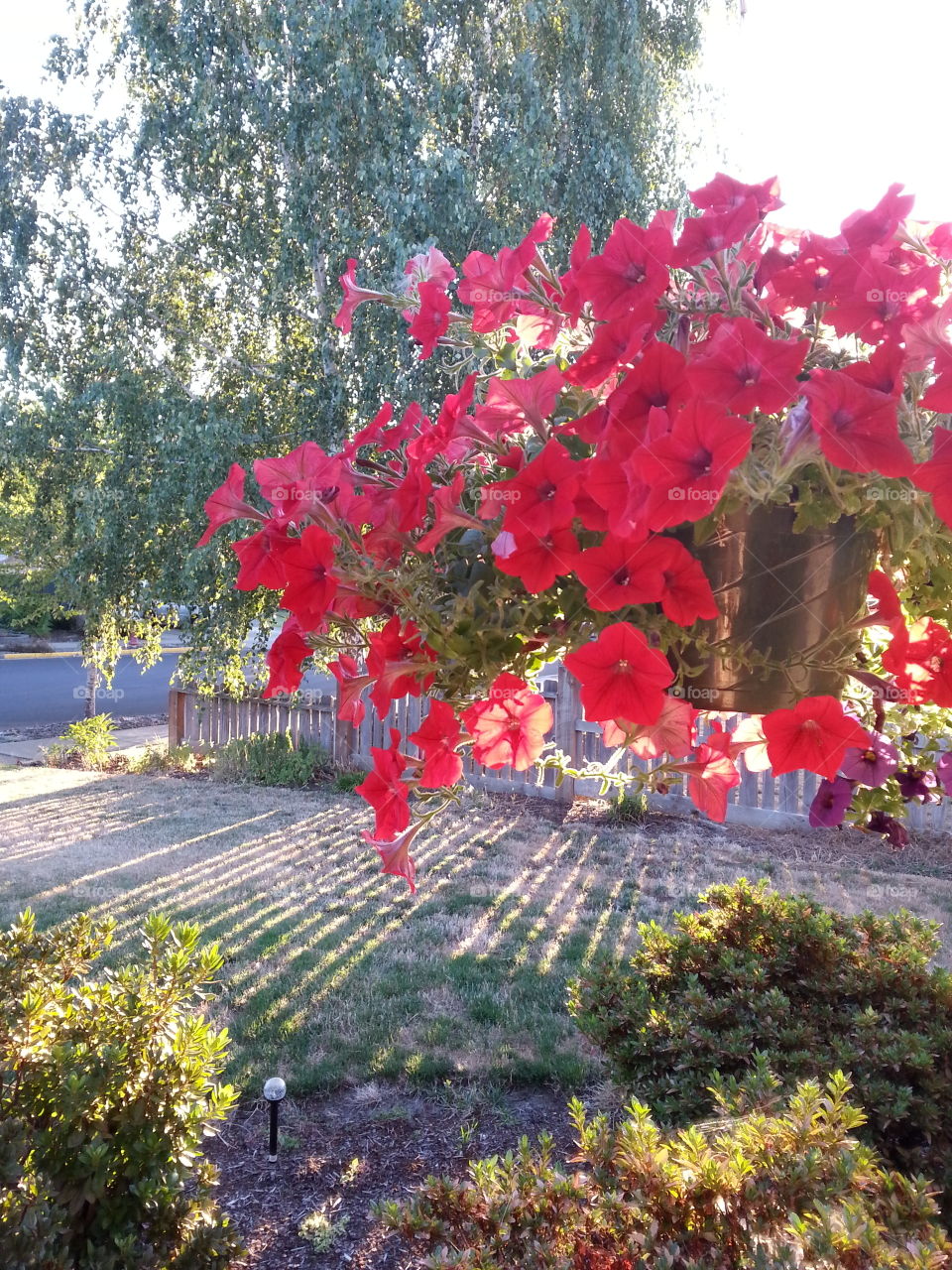 hanging basket. fence