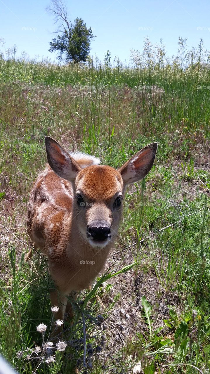 Bambi visited