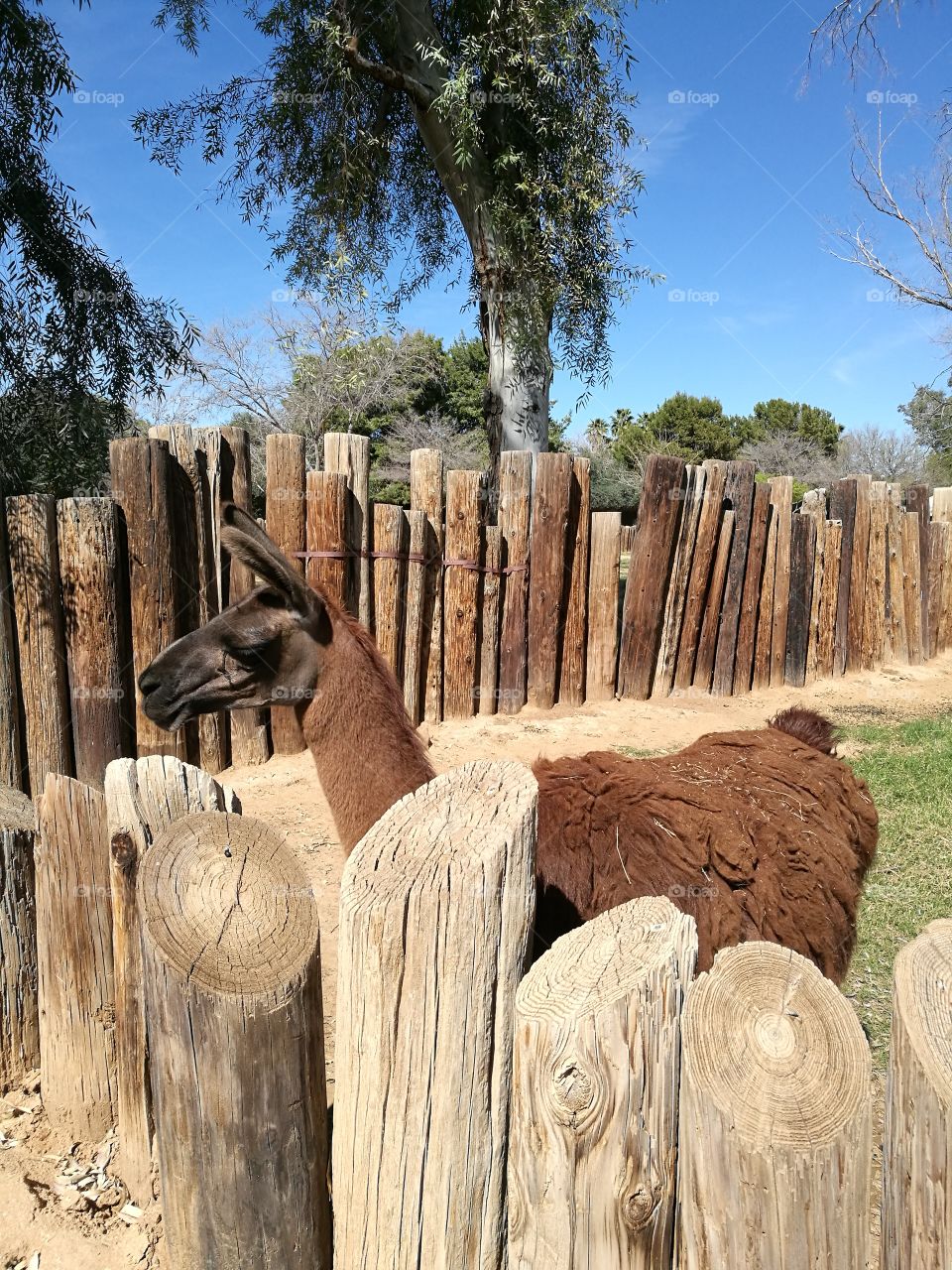 Llama with brown hair standing in the wooden stable with background of blue sky.