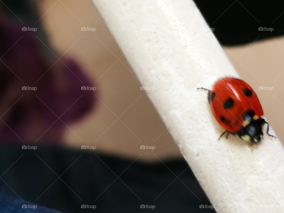 Coccinella