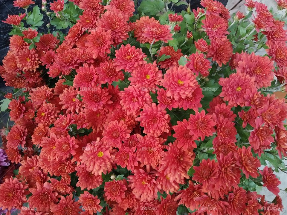 Red chrysanthemum