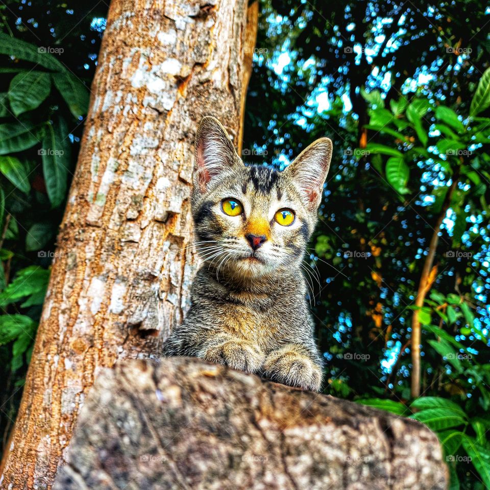 Cute cat sitting on a tree with sharp eyes