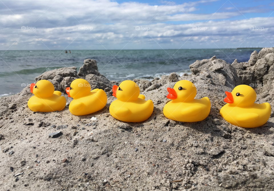 5 ducks by the ocean