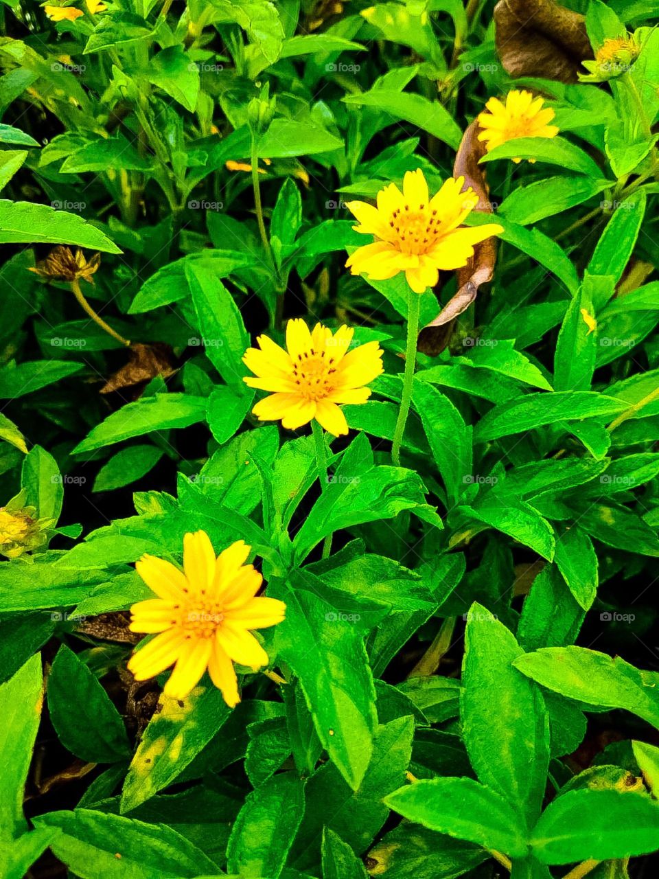 yellow cosmos flowers in my garden.