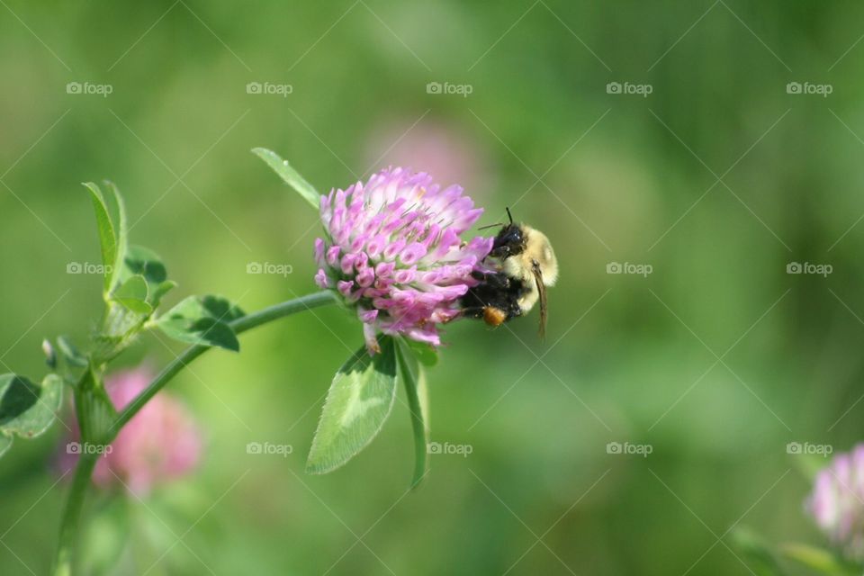 Bumble Bee Field