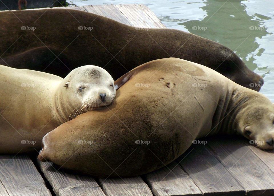 sea lions
