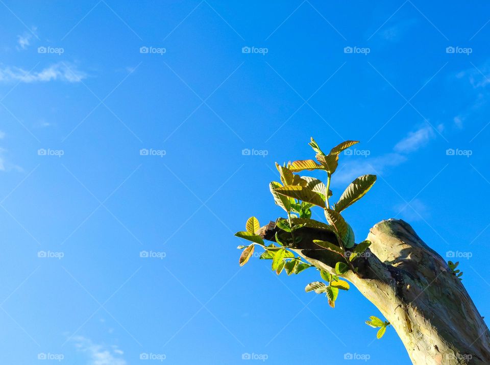 Guava tree buds