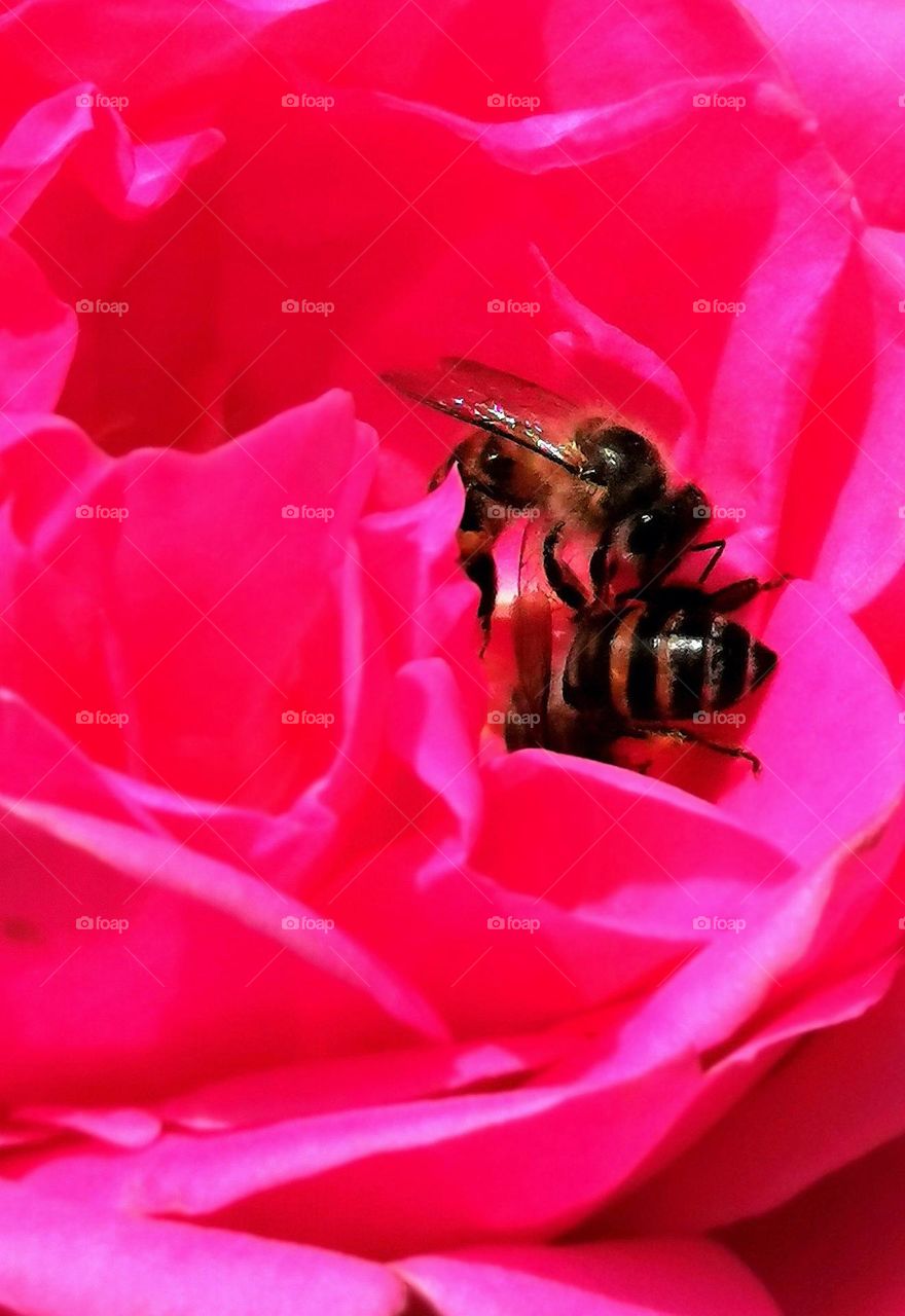 Honey bees in lovemaking