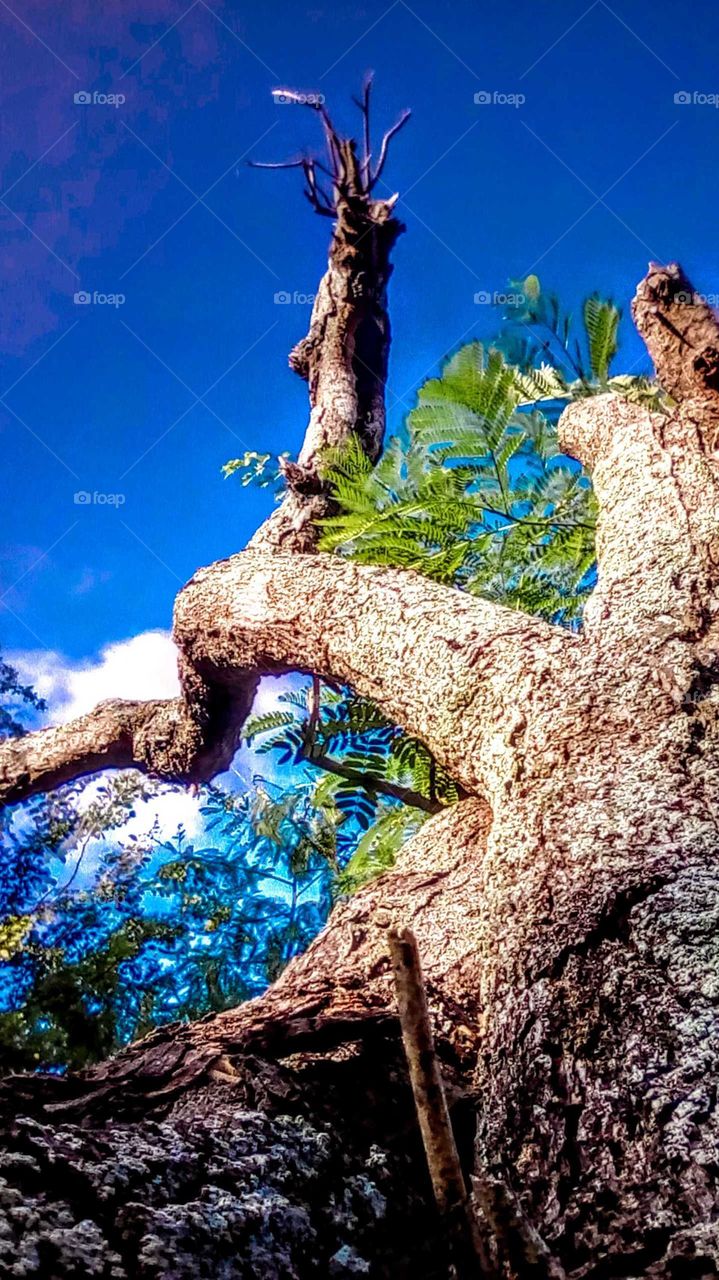 Old Japenes Tree. Older than me may be its old is more than 18 years of age.