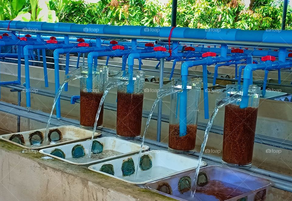 Hatching tilapia fish egg system