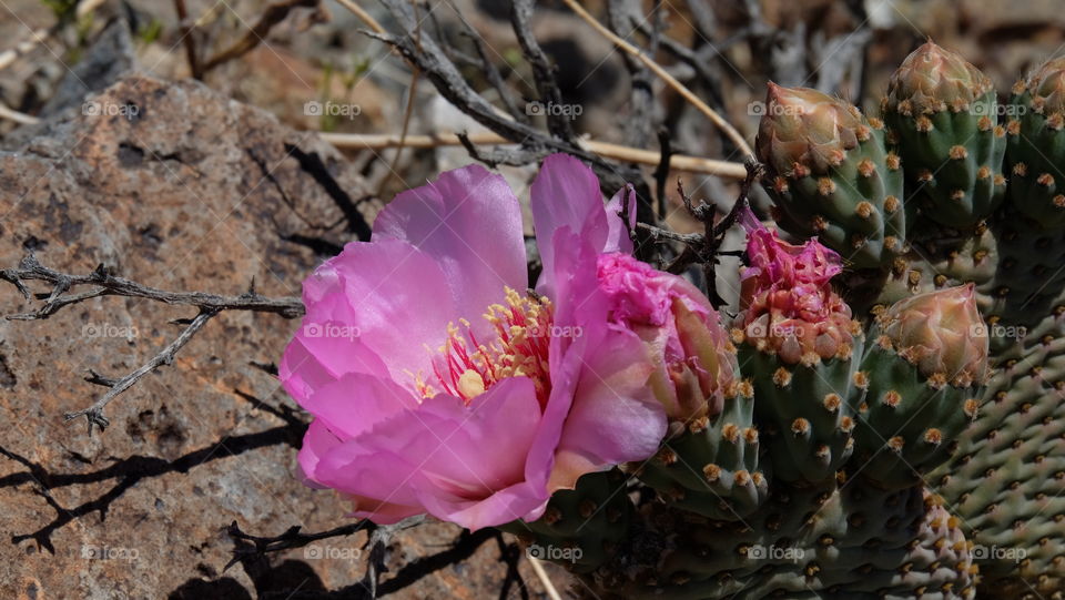 Beauty thrives in the heat of desert.