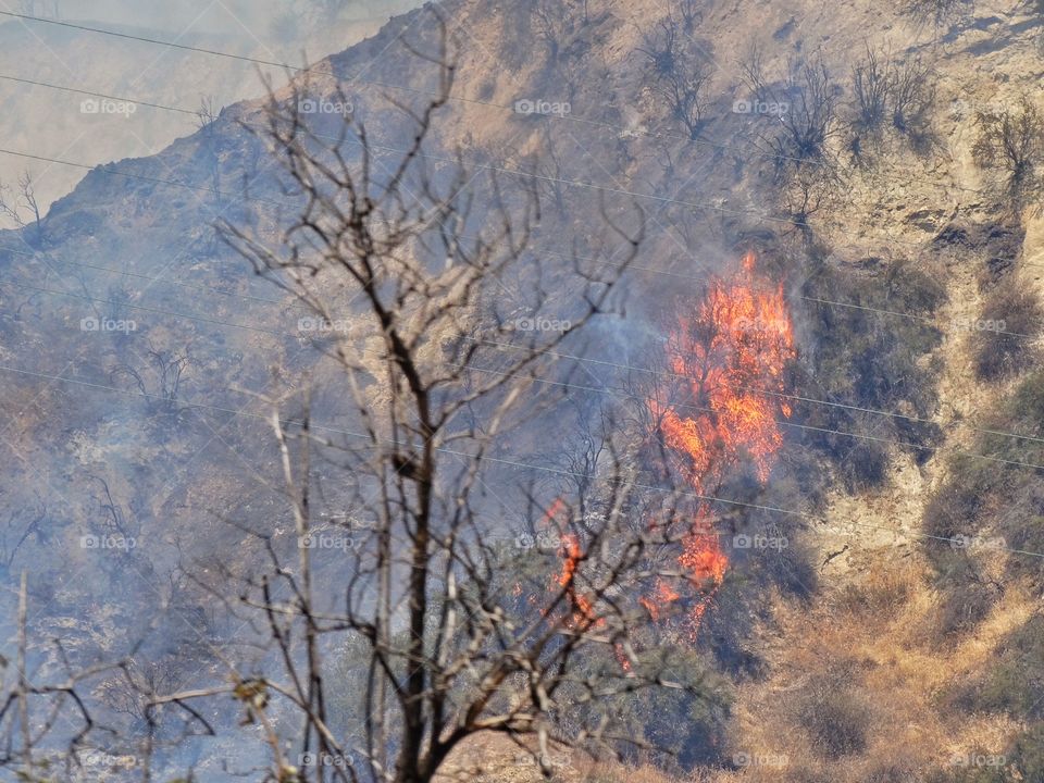 Forest Fire. Wildfire Burning In Scrubland Near Los Angeles
